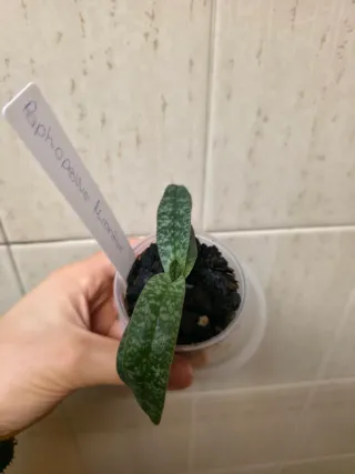 Orquídea Paphiopedilum Micranthum