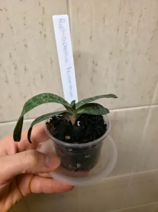 Orquídea Paphiopedilum Micranthum