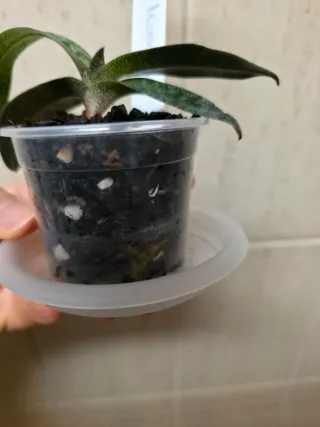 Orquídea Paphiopedilum Micranthum