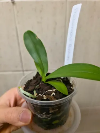 Orquídea Phalaenopsis Bastianii