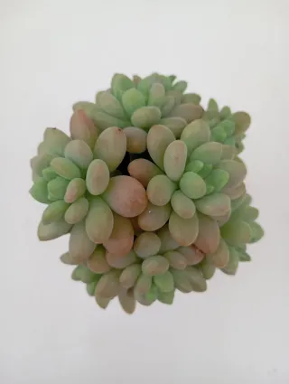 Suculenta graptosedum Rococó!