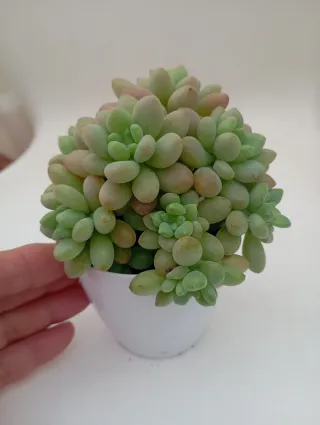 Suculenta graptosedum Rococó!