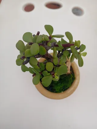 Suculenta bonsai en maceta de barro