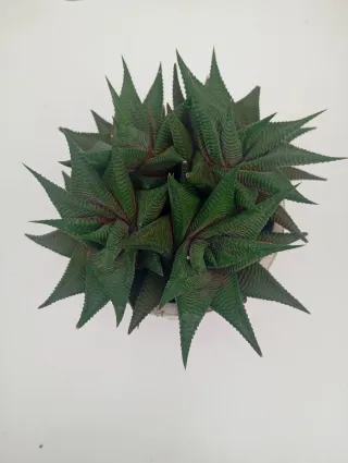 Suculenta Haworthia