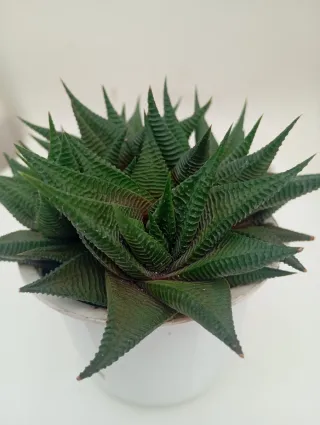 Suculenta Haworthia