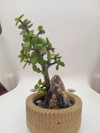 Suculenta en maceta con roca decorativa