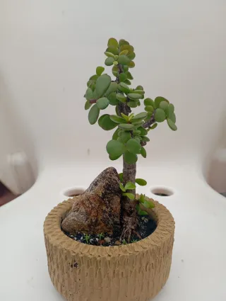 Suculenta en maceta con roca decorativa