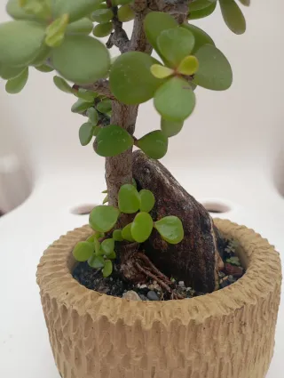 Suculenta en maceta con roca decorativa