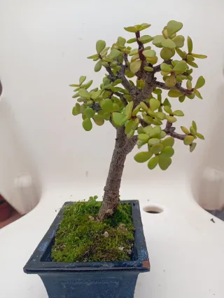 Suculenta Jade en maceta