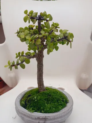 Suculenta Jade Bonsái