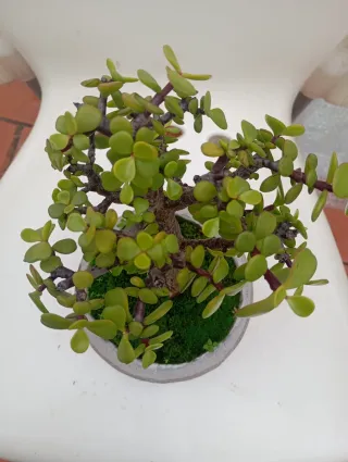 Suculenta Jade Bonsái