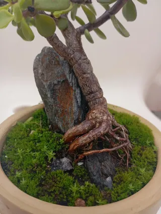 Suculenta en maceta con roca