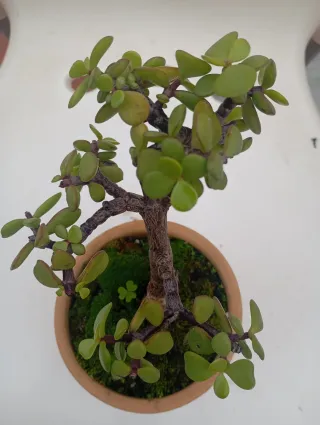 Suculenta en maceta de barro