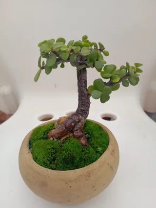 Planta suculenta Jade en maceta