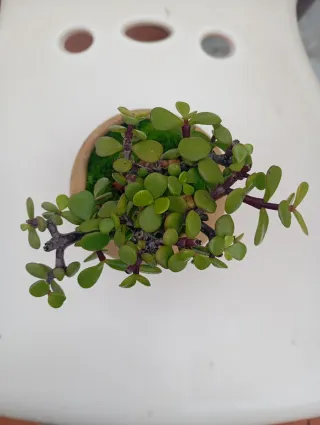 Planta suculenta Jade en maceta