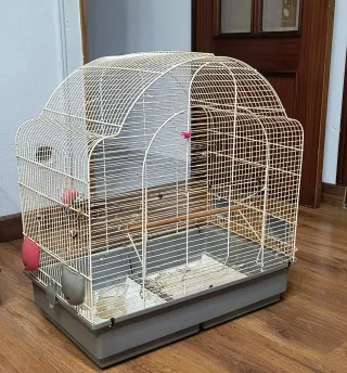 Jaula para pájaros Agapornis, Ninfas