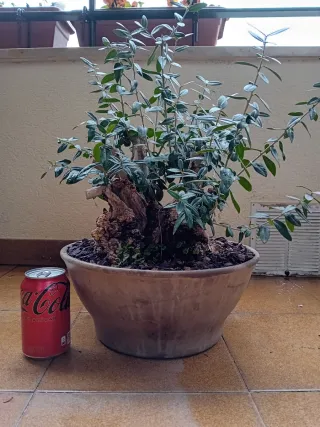 Bonsai Acebuche