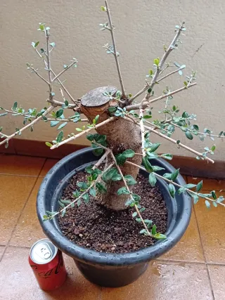Bonsai Acebuche