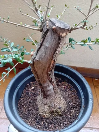 Bonsai Acebuche
