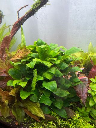 Anubia Barteri Nana Planta Acuario