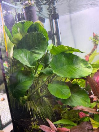 Anubia Grande planta acuática