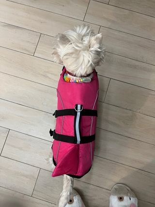 Giubbotto salvagente per cani