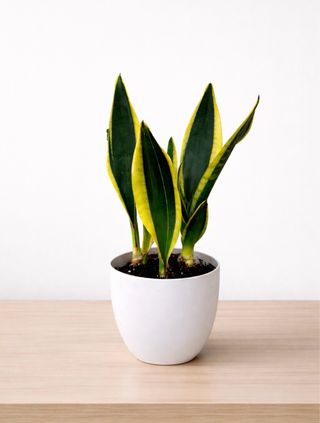 Sansevieria Goldeb black Planta Colección