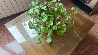 Planta del dinero preciosa