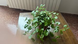 Planta del dinero preciosa