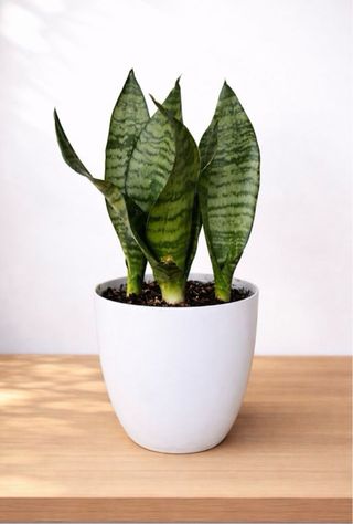 Sansevieria Zeylanica entrega gratis planta
