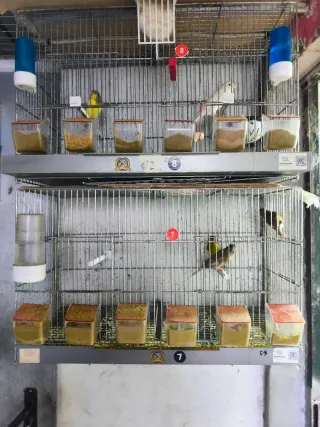 Gabbie per allevamento 60cm