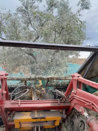 Buggy recolector aceitunas con paraguas