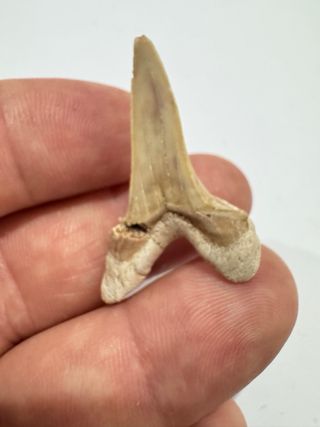 Diente de Tiburón Carcharias Fósil 4cm