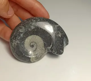 Fósil Amonite fosilizado oferta¡!!