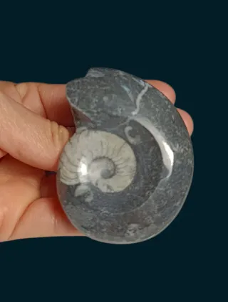 Fósil Amonite fosilizado oferta¡!!
