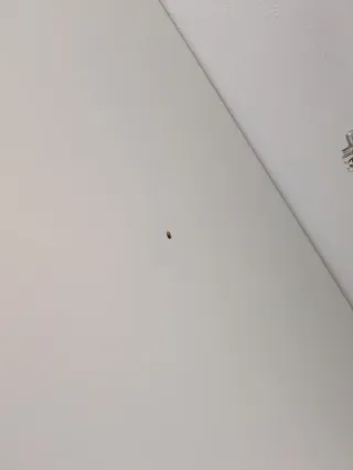 Armario PAX Ikea 50cm con baldas