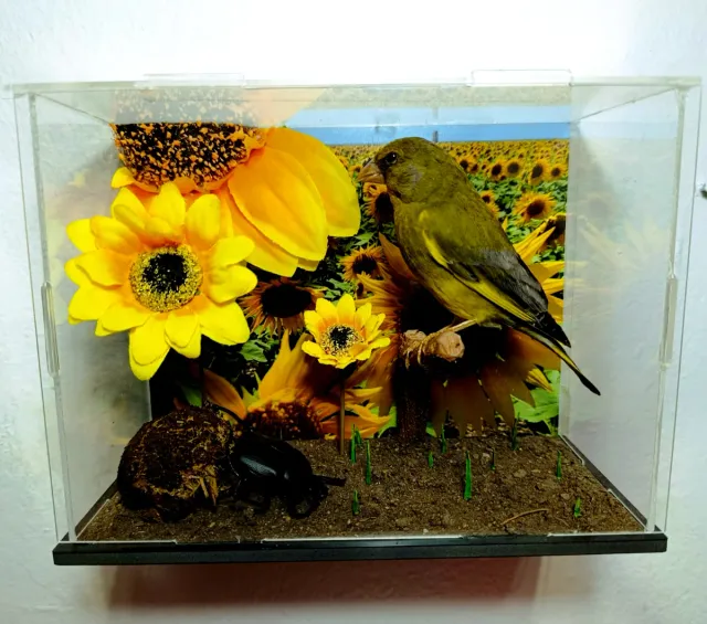 DIORAMA PAJARO VERDON O BERDERON CON GIRASOLES