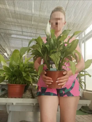 Spathiphyllum Decorum Grande