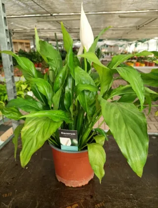 Spathiphyllum Decorum Grande