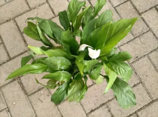Spathiphyllum Decorum Grande