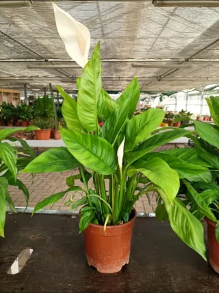 Spathiphyllum Decorum Grande
