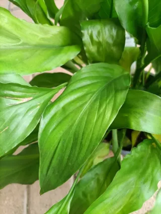 Spathiphyllum Decorum Grande