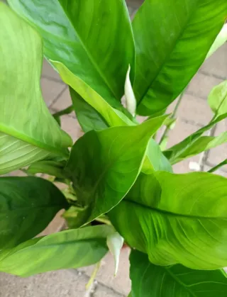 Spathiphyllum Decorum Grande