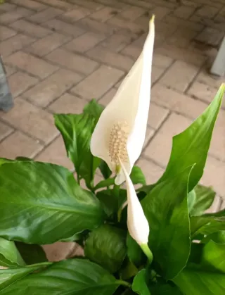 Spathiphyllum Decorum Grande