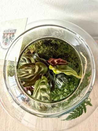 TERRARIO / JARDIN ETERNO CALATHEA SAXIFRAGA