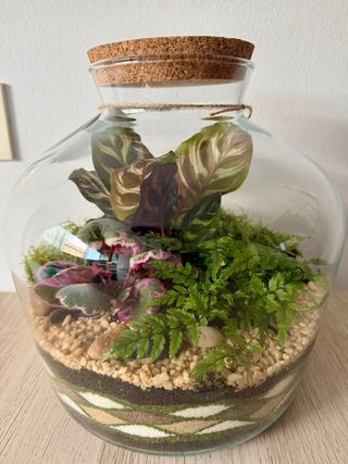 TERRARIO / JARDIN ETERNO CALATHEA SAXIFRAGA