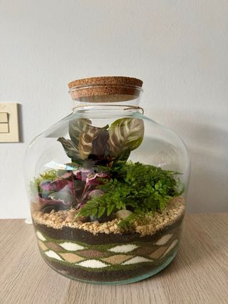 TERRARIO / JARDIN ETERNO CALATHEA SAXIFRAGA