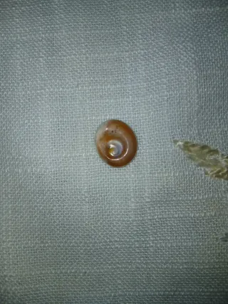 Occhio di Santa Lucia conchiglie originali