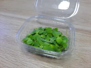 10 Lechugas de Agua (Pistia stratiotes)