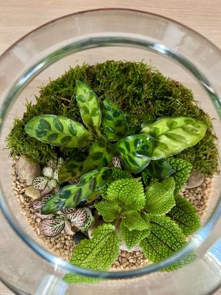 TERRARIO / JARDIN ETERNO CALATHEA PILEA